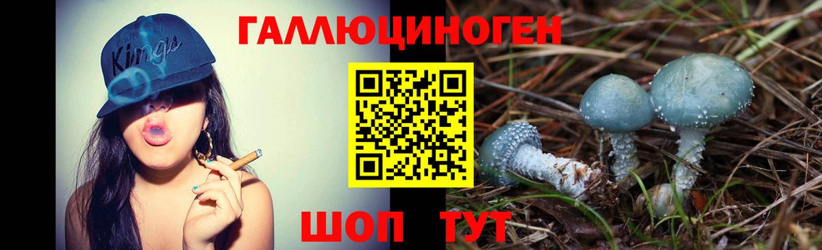 Галлюциногенные грибы Psilocybine cubensis Конаково